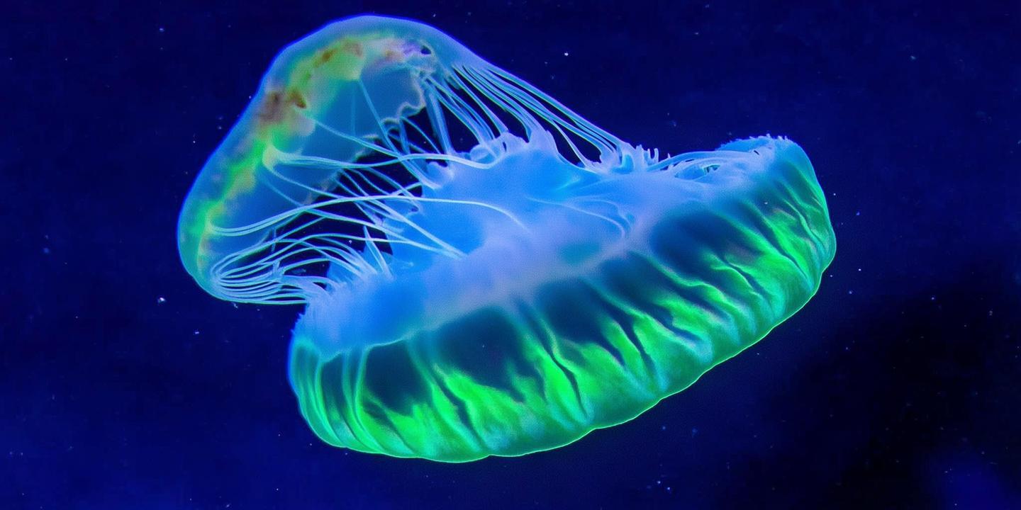 燕大团队发现新种“渤海荧光水母”,毒性不明引安全担忧
